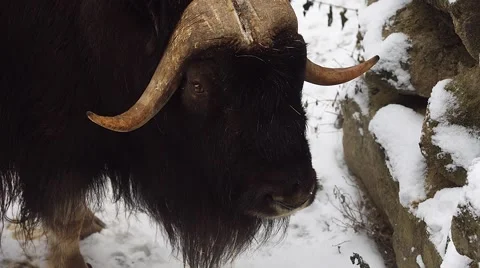 Muskox in winter (Ovibos moschatus) Stock-Footage 59170149