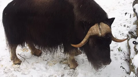 Muskox in winter (Ovibos moschatus) Stock-Footage 59170325