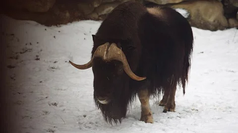 Muskox in winter (Ovibos moschatus) Video stock 59461884