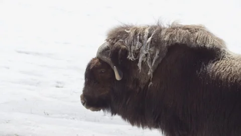 Muskox in the winter snow Stock Footage 106593359