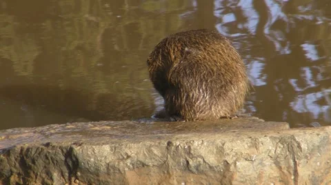 Muskrat 446.MP4 Stock Footage 995296
