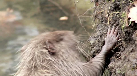 Muskrat chewing on a branch Video stock 32596586