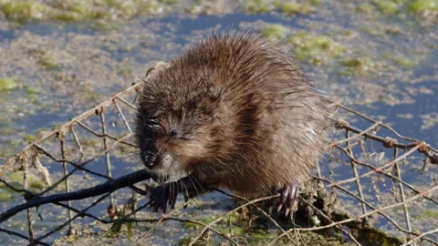 Muskrat cleans front paws on wire cage in algae covered pond water Stock Footage 318063635