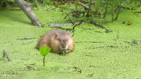 Muskrat cub 動画素材 246662724