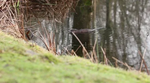 Muskrat dives below surface of pond. Stock Footage 45818794