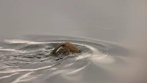 Muskrat diving Stock Photos