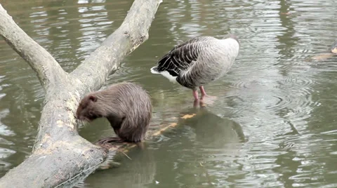 Muskrat, duck sitting on a tree Video stock 32578791