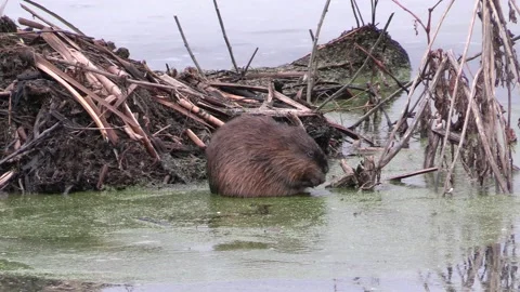 Muskrat eating duck weed pauses to look ... | Stock Video | Pond5