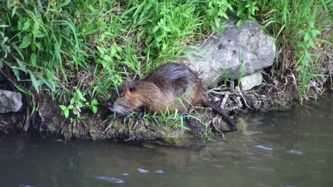 Muskrat eating Stock Footage 283815841