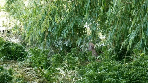 Muskrat eats branches of willow. Muskrat on the shore of the lake. Stock Footage 90261591