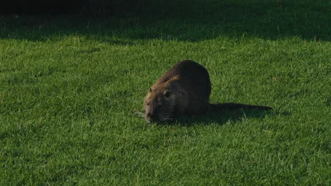 Muskrat Eats Grass in the Clearing in the Park Illuminated by the Morning Sun Stock Footage 160330629