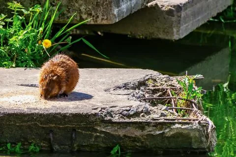 A muskrat eats grass on the river. A cute ordinary brown water animal-a roden Stock Photos