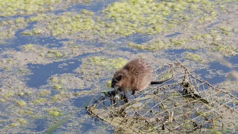 Muskrat eats root on wire cage in algae covered pond, copy space Stock Footage 318063613