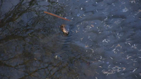 Muskrat at edge of ice in pond from overhead, 4k Stock Footage 170465749