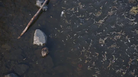 Muskrat feeding from overhead, 4k Stock Footage 170465681