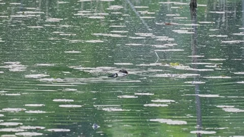 Muskrat Feeding While Floating in Marsh Wetland Stock Footage 337507561