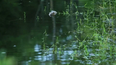 Muskrat Floating Stock Footage 73064905