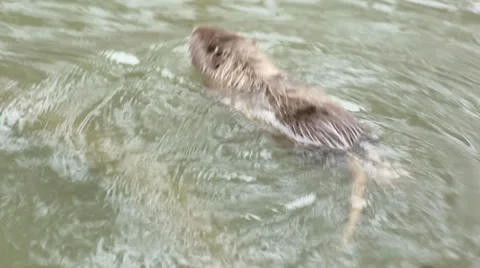 Muskrat floating on the lake Video stock 32596732