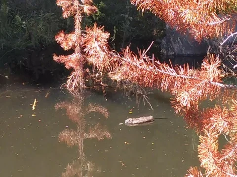 Muskrat floating on pond, colorado, swims Stock Footage