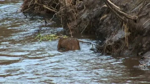 Muskrat Stock Footage 18185839