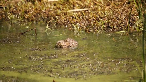 Muskrat 스톡 동영상 119548988