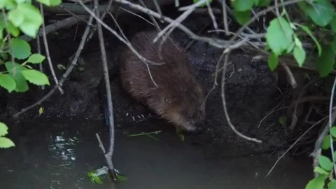 Muskrat Stockbeeldmateriaal 135279033