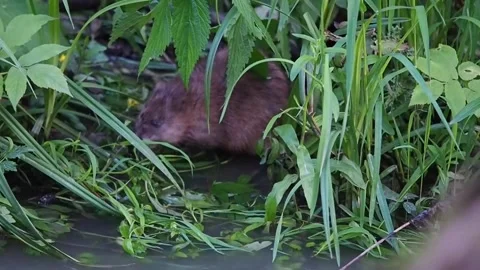 Muskrat Stockbeeldmateriaal 135279039