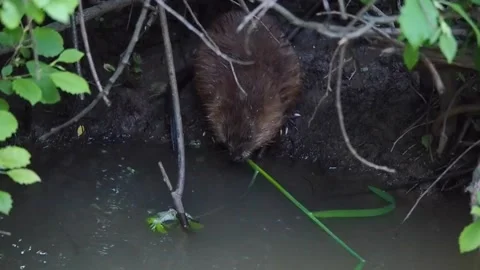 Muskrat Stockbeeldmateriaal 135279078