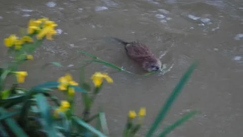 Muskrat Stockbeeldmateriaal 135279106