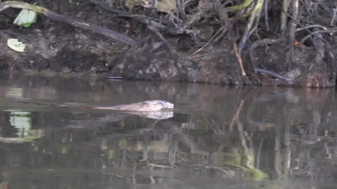 Muskrat Video stock 242955854