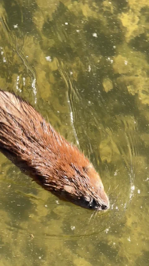Muskrat 動画素材 278809080