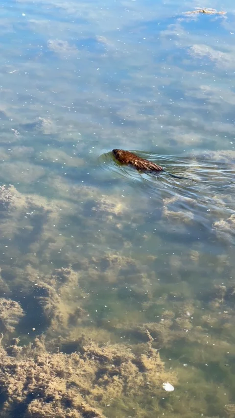 Muskrat 動画素材 278809088