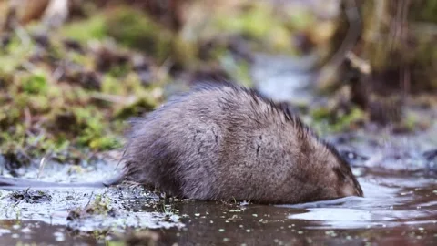 A muskrat foraging in a swamp Stock Footage 292997377