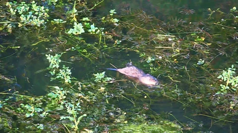 Muskrat (Ondatra zibethicus) Stock-Footage 34285113