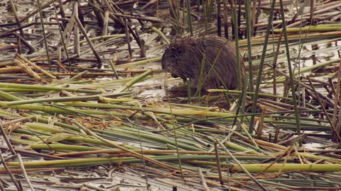 Muskrat perched on mat of reeds while chewing grass, 4k Video stock 256177219