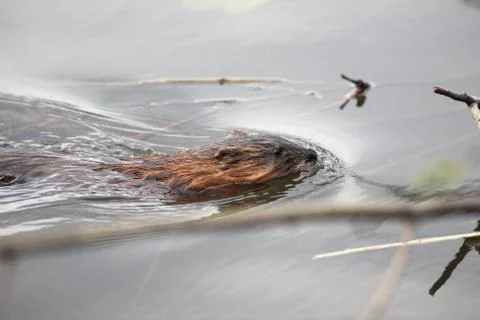 Muskrat 스톡 사진