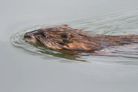 Muskrat Foto stock