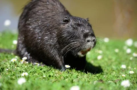 Muskrat Stock-Fotos