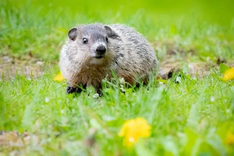 Muskrat Stock Photos