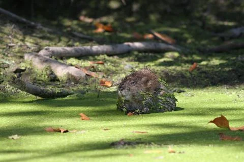 Muskrat Stock Photos
