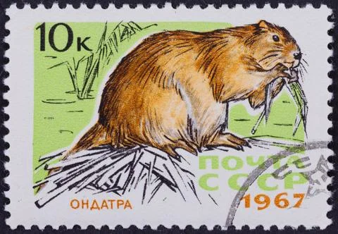 Muskrat on Postage Stamp Stock Photos