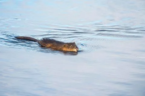 Muskrat ramble Stock Photos