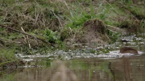 Muskrat on the riverside Stock Footage 252763889
