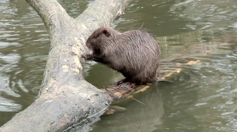 Muskrat sitting in a tree Video stock 32569951
