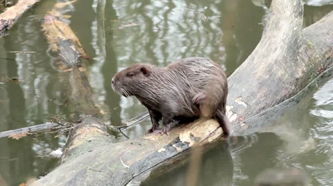 Muskrat sitting in a tree Video stock 32571709