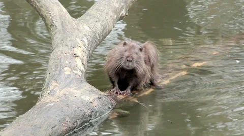 Muskrat sitting in a tree Video stock 32575144