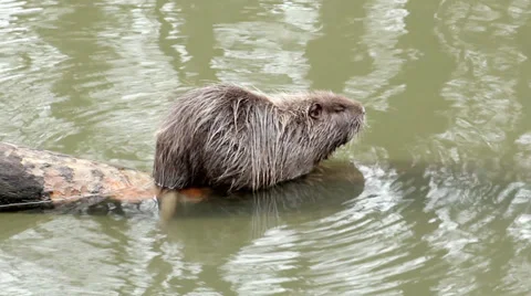 Muskrat sitting in a tree Video stock 32594994