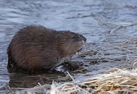 Muskrat Sniffing Stock Photos