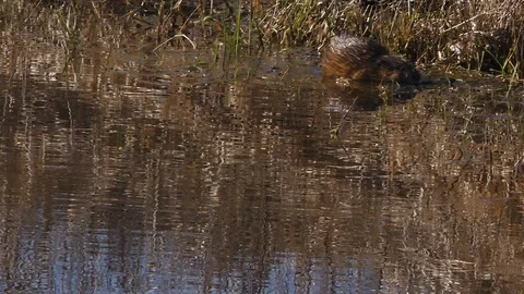 Muskrat in Swamp Video stock 106678484
