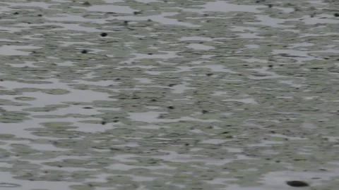 Muskrat in the swamp Video stock 230022595